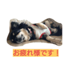 チワワのクレアちゃん（個別スタンプ：4）