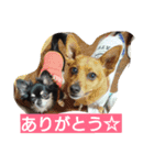 チワワのクレアちゃん（個別スタンプ：5）