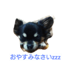 チワワのクレアちゃん（個別スタンプ：6）