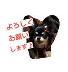 チワワのクレアちゃん（個別スタンプ：7）