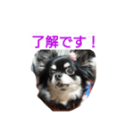 チワワのクレアちゃん（個別スタンプ：9）