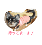 チワワのクレアちゃん（個別スタンプ：10）