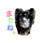 チワワのクレアちゃん（個別スタンプ：12）