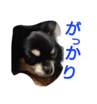 チワワのクレアちゃん（個別スタンプ：13）