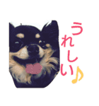 チワワのクレアちゃん（個別スタンプ：14）