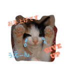 三毛猫アロアと琉球犬チョコ2'（個別スタンプ：2）