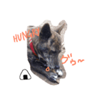 三毛猫アロアと琉球犬チョコ2'（個別スタンプ：3）
