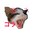 三毛猫アロアと琉球犬チョコ2'（個別スタンプ：6）