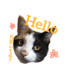 三毛猫アロアと琉球犬チョコ2'（個別スタンプ：7）