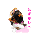三毛猫アロアと琉球犬チョコ2'（個別スタンプ：8）