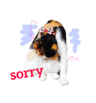 三毛猫アロアと琉球犬チョコ2'（個別スタンプ：9）