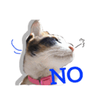 三毛猫アロアと琉球犬チョコ2'（個別スタンプ：11）