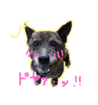 三毛猫アロアと琉球犬チョコ2'（個別スタンプ：12）