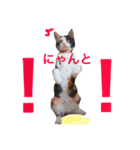 三毛猫アロアと琉球犬チョコ2'（個別スタンプ：13）