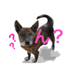 三毛猫アロアと琉球犬チョコ2'（個別スタンプ：15）