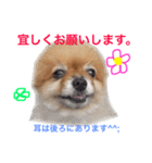 pomepuppu（個別スタンプ：1）