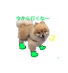 pomepuppu（個別スタンプ：2）