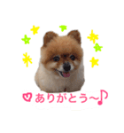 pomepuppu（個別スタンプ：3）