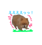 pomepuppu（個別スタンプ：4）