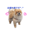 pomepuppu（個別スタンプ：5）