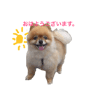 pomepuppu（個別スタンプ：6）