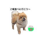 pomepuppu（個別スタンプ：7）