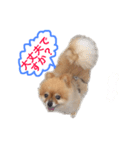 pomepuppu（個別スタンプ：8）