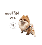 Itim ＆ Minnie Dog lover（個別スタンプ：4）