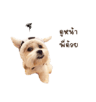 Itim ＆ Minnie Dog lover（個別スタンプ：6）