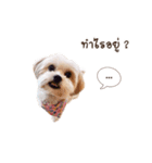 Itim ＆ Minnie Dog lover（個別スタンプ：12）