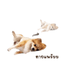 Itim ＆ Minnie Dog lover（個別スタンプ：16）