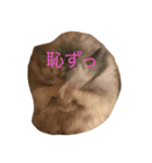 ハムちゃんずの怠惰（個別スタンプ：4）