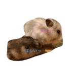 ハムちゃんずの怠惰（個別スタンプ：8）