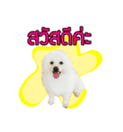 All my love whitedog（個別スタンプ：1）