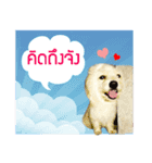 All my love whitedog（個別スタンプ：4）