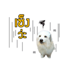 All my love whitedog（個別スタンプ：5）