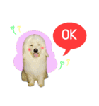 All my love whitedog（個別スタンプ：6）