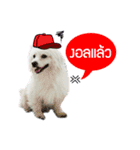 All my love whitedog（個別スタンプ：11）