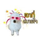 All my love whitedog（個別スタンプ：13）