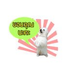 All my love whitedog（個別スタンプ：14）