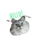 ペルシャ猫 チンチラシルバー(うちの猫様)（個別スタンプ：1）