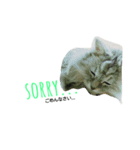 ペルシャ猫 チンチラシルバー(うちの猫様)（個別スタンプ：5）