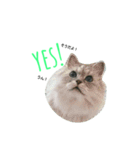 ペルシャ猫 チンチラシルバー(うちの猫様)（個別スタンプ：7）