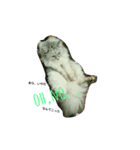ペルシャ猫 チンチラシルバー(うちの猫様)（個別スタンプ：8）