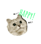 ペルシャ猫 チンチラシルバー(うちの猫様)（個別スタンプ：9）