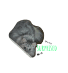 ペルシャ猫 チンチラシルバー(うちの猫様)（個別スタンプ：15）