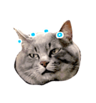 ふてぶてしい猫ふく（個別スタンプ：1）