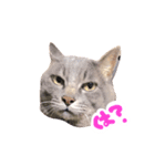 ふてぶてしい猫ふく（個別スタンプ：2）