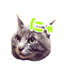 ふてぶてしい猫ふく（個別スタンプ：6）