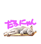 ふてぶてしい猫ふく（個別スタンプ：7）